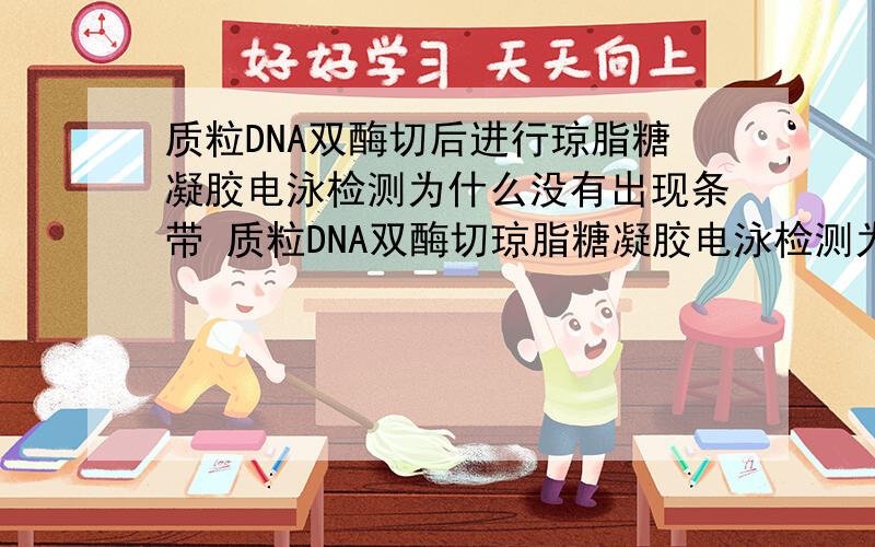 质粒DNA双酶切后进行琼脂糖凝胶电泳检测为什么没有出现条带 质粒DNA双酶切琼脂糖凝胶电泳检测为什么没%